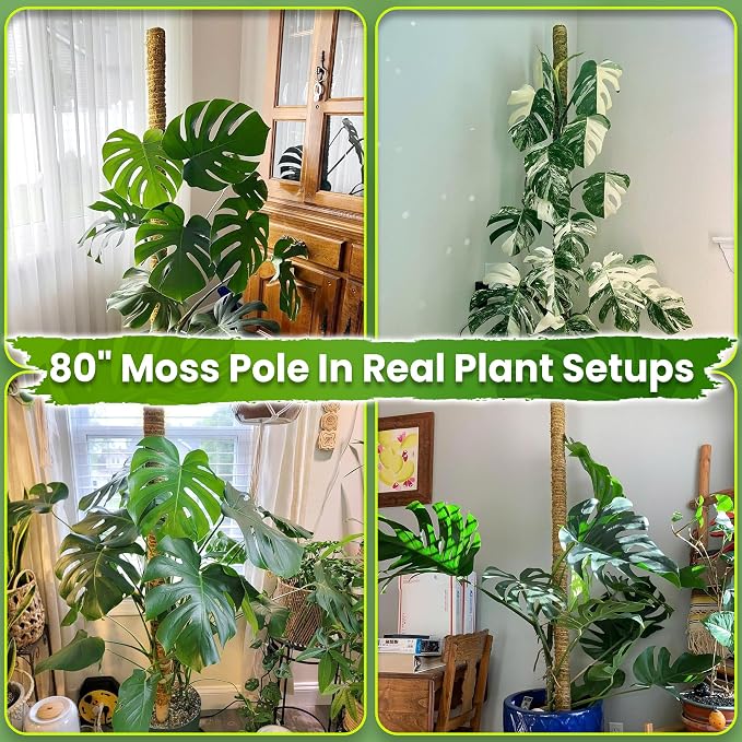 DUSPRO 80 Inches Large Moss Pole for Plants Monstera, Plant Stakes for Indoor Plants, Monstera Plant Support, Plant Support/Plant Pole for Big Climbing Plants Indoor (1pc., 80'')