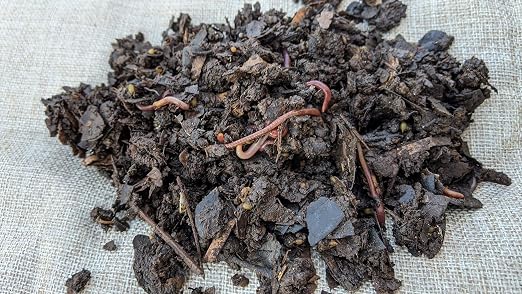 1/4 LB (~250) Red Wiggler Composting Worm Blend. Best Species for Composting, Gardens, Bins and Creating Worm Castings at Home.