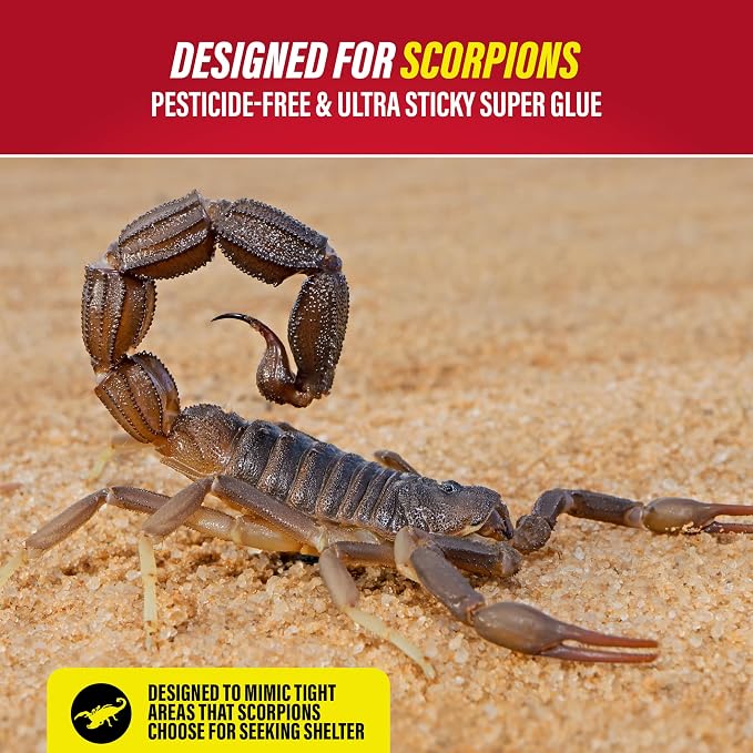 Catchmaster Scorpion Glue Tray Traps 6-Pack, Adhesive Scorpion Killer for Home, Simple Insect Traps Indoor, Sticky Bug Catcher for Kitchen, Garage, & Basement, Pest Control Glue Trap