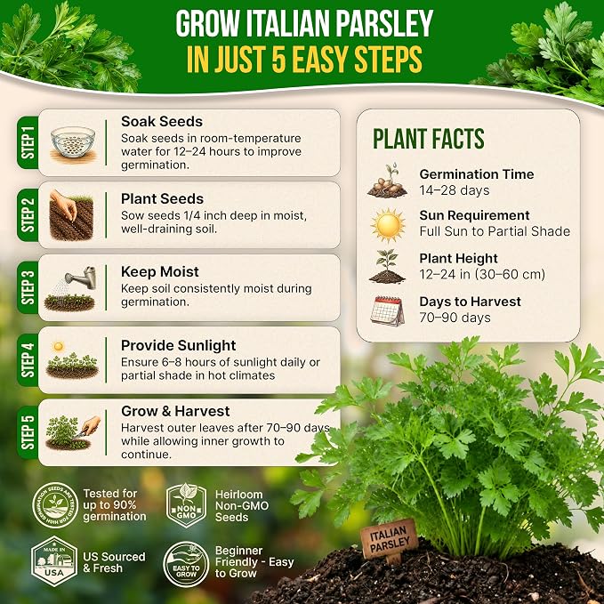 Organo Republic Italian Parsley Seeds Pack 5G - Over 2,000 Non-GMO Heirloom Parsley Seeds for Planting Herbs in Individual Seed Packet, Herbs Seeds for Planting Home Garden Indoor & Outdoor Gardening
