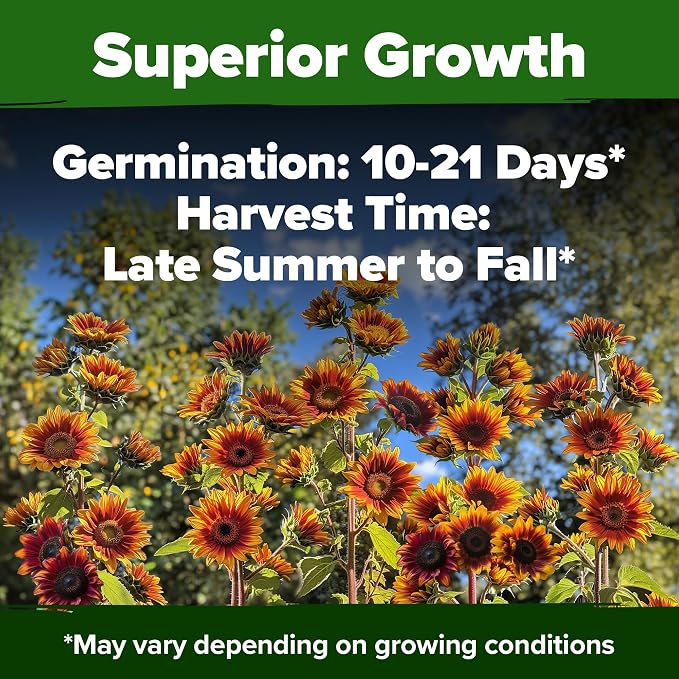 HOME GROWN Autumn Beauty Sunflower Seeds to Plant 40 Heirloom Non-GMO Sunflower Seeds for Planting Blooms for Pollinator Support, and Ornamental Flower Garden (Helianthus annuus)