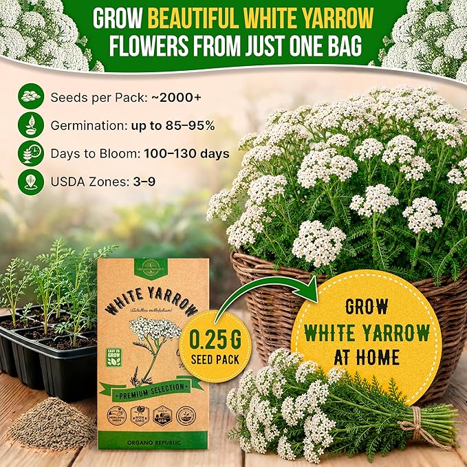 White Yarrow Seeds Pack 0.25 G - Over 2000 Non-GMO Heirloom Yarrow Seeds for Planting Herbs in Individual Seed Packet, Herbs Seeds for Planting Home Garden Indoor & Outdoor Gardening
