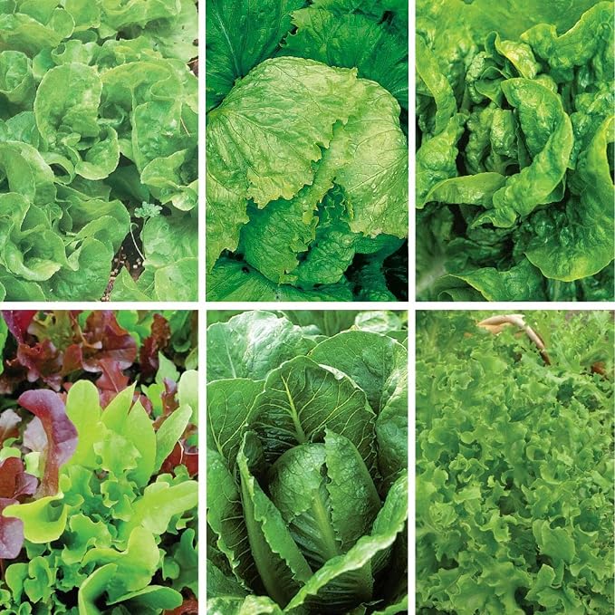 Jiffy Plant Germination Kit - Seedling Starter Trays with Seeds - 36 Cell 2 Pack - Plastic