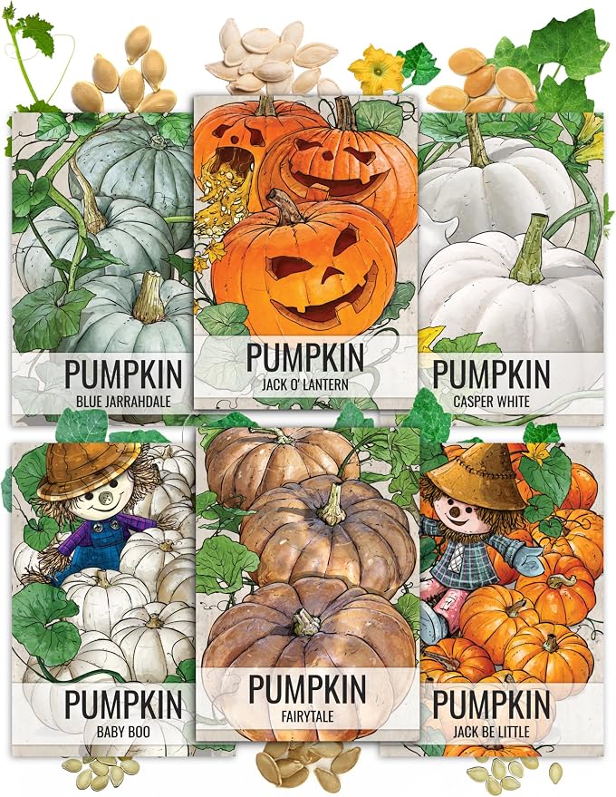 Seed Needs Pumpkin Seeds for Planting a Collection of Non-GMO Heirloom & Untreated Cucurbitas - Blue Jarrahdale, Casper White, Jack Be Little, Baby Boo, Fairytale & Jack O Lantern