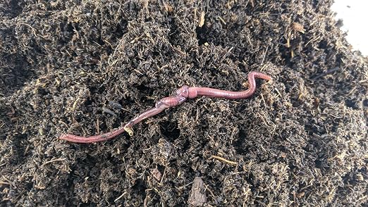 100 Count Red Wiggler Compost Worm Blend. Worms for Composting and Making Worm Castings at Home. Best Worm Species for Worm Composters, Gardens, and Worm Bins.