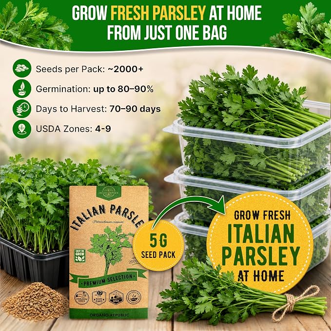 Organo Republic Italian Parsley Seeds Pack 5G - Over 2,000 Non-GMO Heirloom Parsley Seeds for Planting Herbs in Individual Seed Packet, Herbs Seeds for Planting Home Garden Indoor & Outdoor Gardening