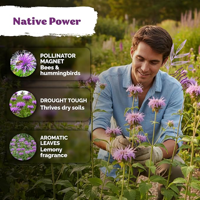 KVITER 1,000 Wild Bergamot Seeds for Planting (Monarda fistulosa) – Bee Balm Native Wildflower, Pollinator Magnet, Non GMO – Perennial Flower Seeds to Plant Outside in Flower/Herb Garden