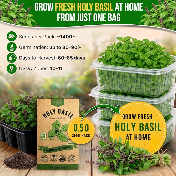 Organo Republic Holy Basil Seeds Pack 0.5 G - Over 1,400 Non-GMO Heirloom Basil Seeds for Planting Herbs in Individual Seed Packet, Herbs Seeds for Planting Home Garden Indoor & Outdoor Gardening