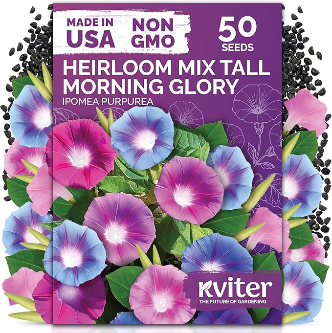 KVITER 50 Tall Morning Glory Seeds Mix (Ipomoea purpurea) – Climbing Morning Glory on the Vine, Annual Flower Seeds for Planting – Heirloom Seed Packets for Home Garden, Fences, Containers Outdoors