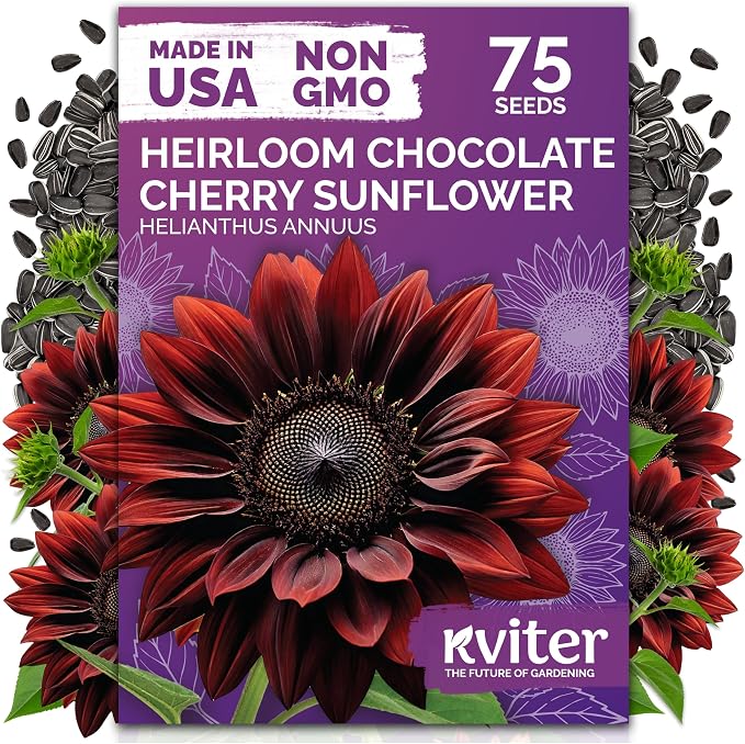 KVITER 75 Chocolate Cherry Sunflower Seeds to Plant (Helianthus annuus) – Heirloom Seed Non GMO Sunflowers Variety, Long Vase-Life Blooms – Flower Seeds for Planting in Home Garden
