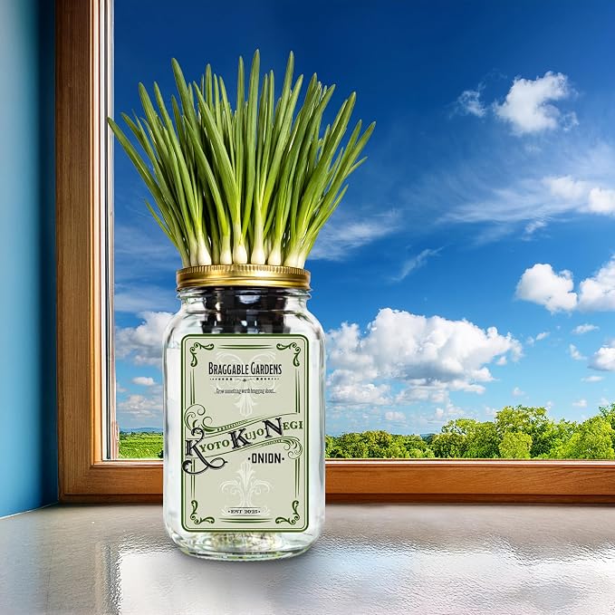 Kyoto Kujo Negi Japanese Green Onion Indoor Garden Kit – Mason Jar Hydroponic Grow Kit – Windowsill Countertop Scallion Garden – Grow Fresh Green Onions Indoors