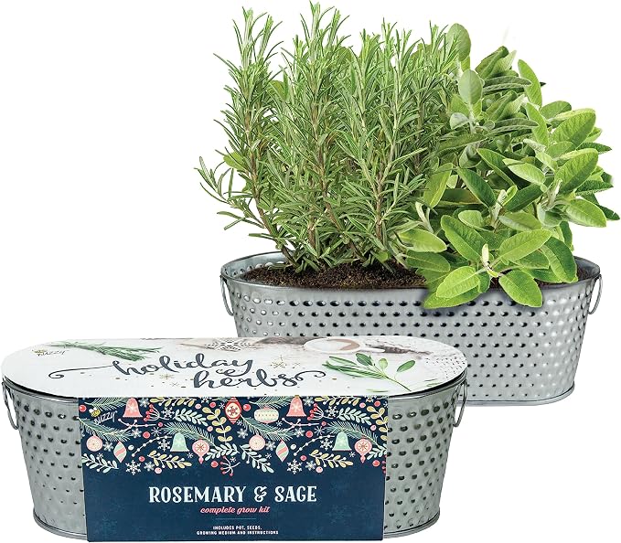Buzzy Seeds Rosemary & Sage Herb Grow Kit - Metal Windowsill Planter - Complete Indoor/Outdoor Gardening Kit with Seeds, Coconut Husk Growing Medium & Genuine Pots - 100% Grow Guarantee