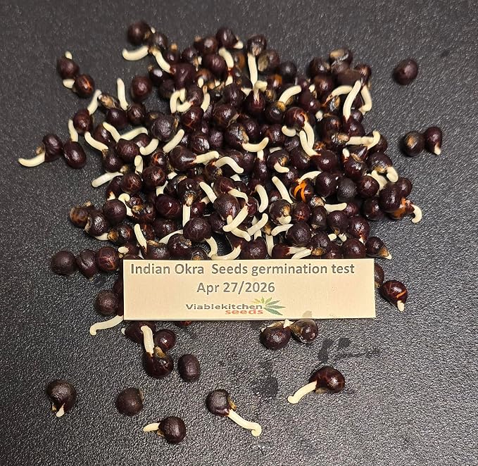 30 Indian Dark Green Tender Okra Seeds F1 Desi Bhindi Bendakaya भिन्डी - Early Variety First harvesting :40-45 Days After Sowing Planting Easy to Grow Outdoor Summer Garden (Abelmoschus esculentus)
