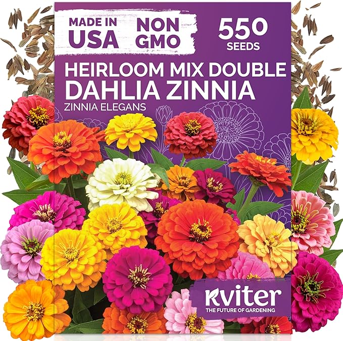 KVITER 550 Dahlia Zinnia Seeds for 2026 Mix (Zinnia Elegans) – Double Blooms, Non GMO & Heirloom – Flower Seeds for Planting Outdoors in Garden, Containers, Flower Beds. Ideal for Cut Flowers