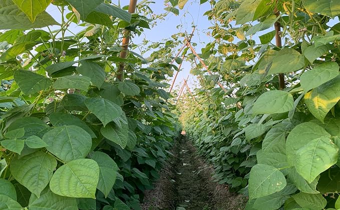 Plant Bamboo Post,4.8Feet,Bamboo Garden Stakes,50PcsBamboo Stakes,for Tomato,Beans,Vegetable and Flowers, Potted Plants,Indoor and Outdoor Climbing Plants