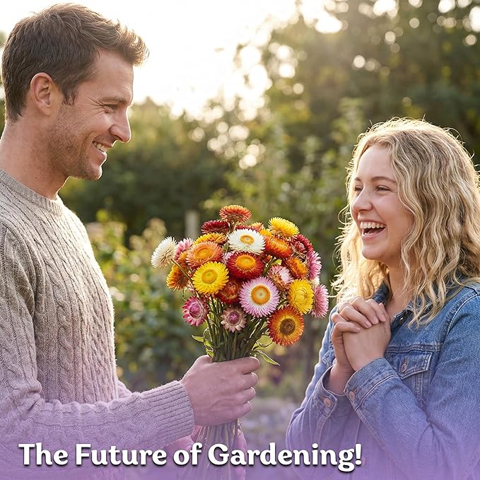KVITER 1,500 Tall Mix Strawflower Seeds for Planting (Xerochrysum/Helichrysum Bracteatum) — Golden Everlasting Flower, Paper Daisy — Ideal, Heirloom Cut Flower Seeds to Plant Outside & Drying