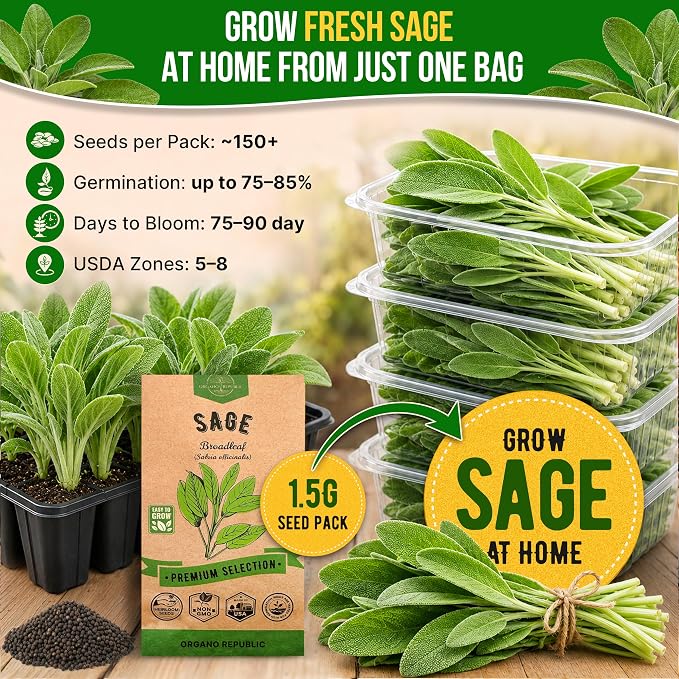 Sage Seeds Pack 1.5 G - Over 250 Non-GMO Heirloom Sage Seeds for Planting Herbs in Individual Seed Packet, Herbs Seeds for Planting Home Garden Indoor & Outdoor Gardening
