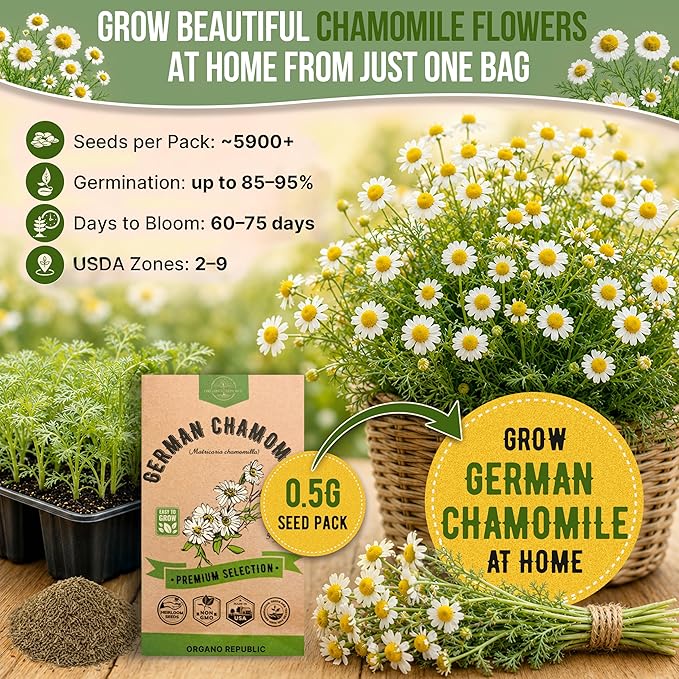 Organo Republic German Chamomile Seeds Pack 0.5 G - Over 5,900 Non-GMO Heirloom Chamomile Seeds for Planting Herbs in Individual Seed Packet, Herbs Seeds for Planting Home Indoor & Outdoor Gardening