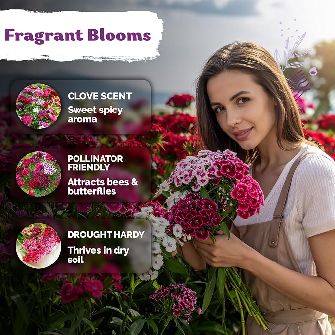 KVITER 5000 Mix Sweet William Seeds for Planting (Dianthus barbatus) – Heirloom Seed, Clove-Scented Blooms, Drought Tolerant – Perennial Flower Seeds to Plant Outside & Inside