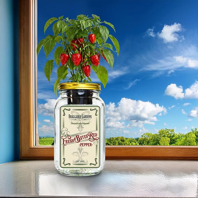 Fresh Bites Red Mini Bell Pepper Indoor Garden Kit – Mason Jar Hydroponic Pepper Grow Kit – Windowsill Countertop Pepper Planter – Grow Sweet Peppers Indoors