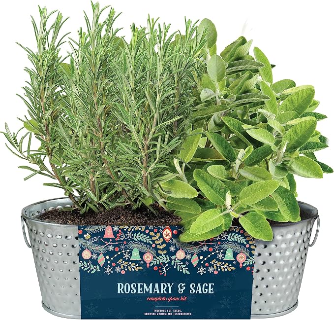 Buzzy Seeds Rosemary & Sage Herb Grow Kit - Metal Windowsill Planter - Complete Indoor/Outdoor Gardening Kit with Seeds, Coconut Husk Growing Medium & Genuine Pots - 100% Grow Guarantee