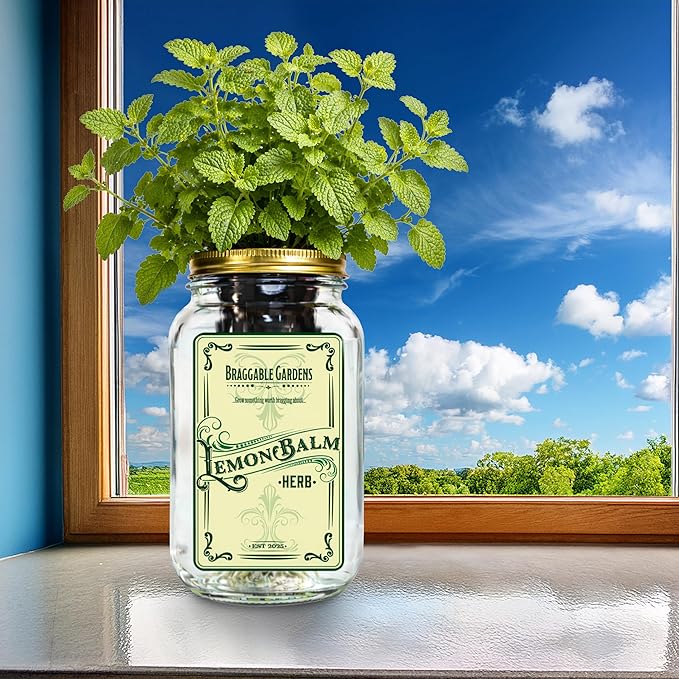 Lemon Balm Indoor Herb Garden Kit – Mason Jar Hydroponic Grow Kit – Windowsill Countertop Herb Planter – Grow Fresh Lemon Balm Indoors