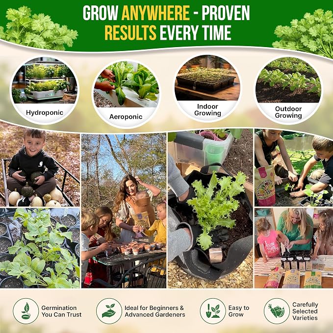 Cilantro Seeds Pack 5 G - Over 550 Non-GMO Heirloom Cilantro Seeds for Planting Herbs in Individual Seed Packet, Herb Seeds for Planting Home Garden Indoor & Outdoor Gardening