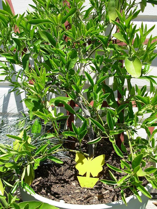 Yellow Dual Sticky Fly Traps 10-Pack for Gnat Whiteflies Fungus Gnats Flying Insects - Houseplant Disposable Glue Trappers Save a Garden Butterfly Shape