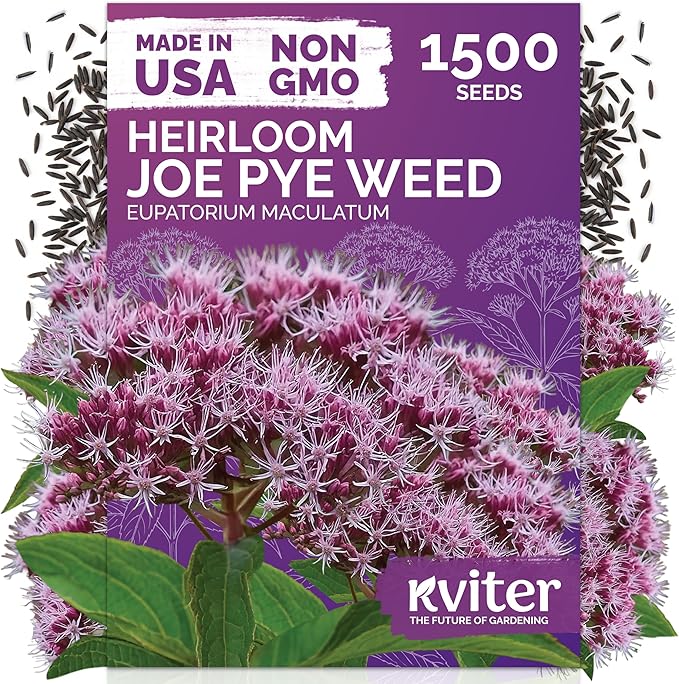 KVITER 1500 Joe Pye Weed Seeds (Eupatorium Maculatum) - Spotted Joe Pye Weed, Pink, Aromatic Wildflower, Butterfly Magnet - Perennial Flower Seeds in Seed Packets for Outdoor Flower Gardens