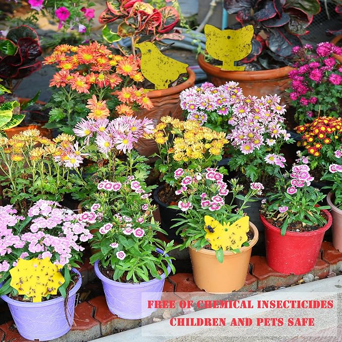 30 Pcs Sticky Fruit Fly Trap and Fungus Predator for Indoor and Outdoor Plant Insect Catcher Used to Prey on White Flies Mosquitoes Fungus Flying Insects…