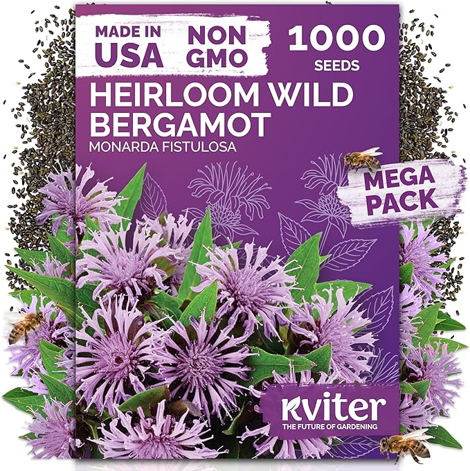 KVITER 1,000 Wild Bergamot Seeds for Planting (Monarda fistulosa) – Bee Balm Native Wildflower, Pollinator Magnet, Non GMO – Perennial Flower Seeds to Plant Outside in Flower/Herb Garden