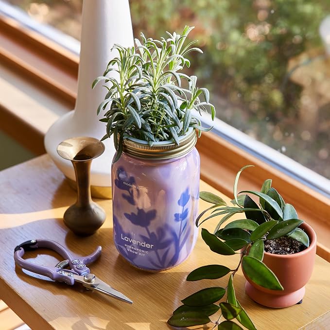 Modern Sprout New & Improved Mason Jar Grow Set, Indoor Herb Garden, Seed Starter Set, Sprouting Jar Planter, Organic Seeds, Hydroponic Growing (Basil + Lavender)