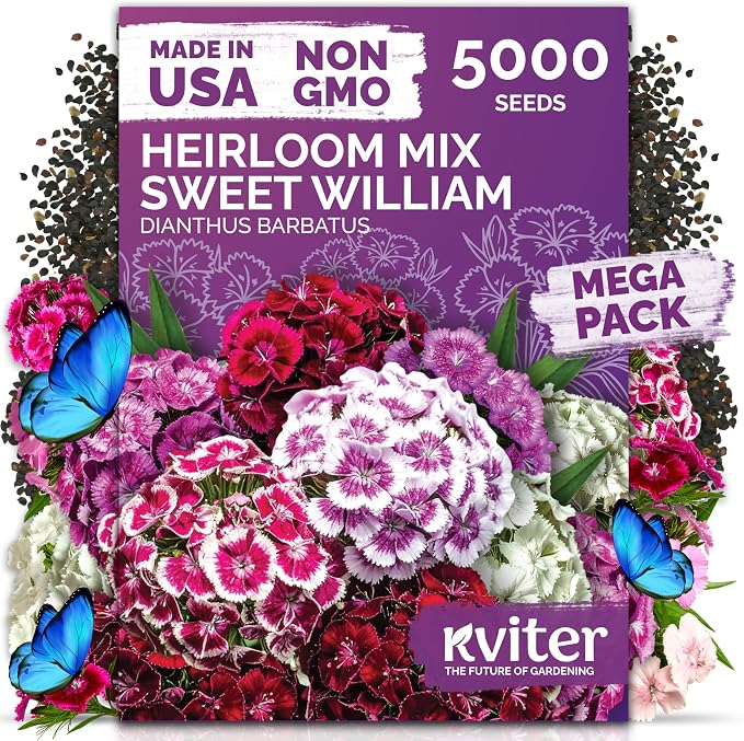 KVITER 5000 Mix Sweet William Seeds for Planting (Dianthus barbatus) – Heirloom Seed, Clove-Scented Blooms, Drought Tolerant – Perennial Flower Seeds to Plant Outside & Inside