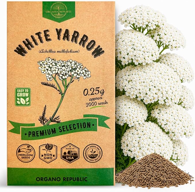 White Yarrow Seeds Pack 0.25 G - Over 2000 Non-GMO Heirloom Yarrow Seeds for Planting Herbs in Individual Seed Packet, Herbs Seeds for Planting Home Garden Indoor & Outdoor Gardening
