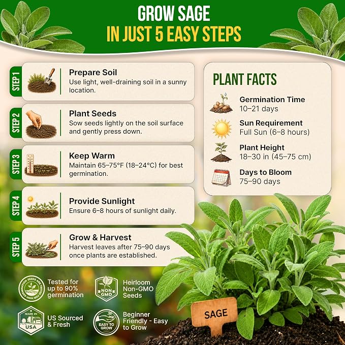 Sage Seeds Pack 1.5 G - Over 250 Non-GMO Heirloom Sage Seeds for Planting Herbs in Individual Seed Packet, Herbs Seeds for Planting Home Garden Indoor & Outdoor Gardening