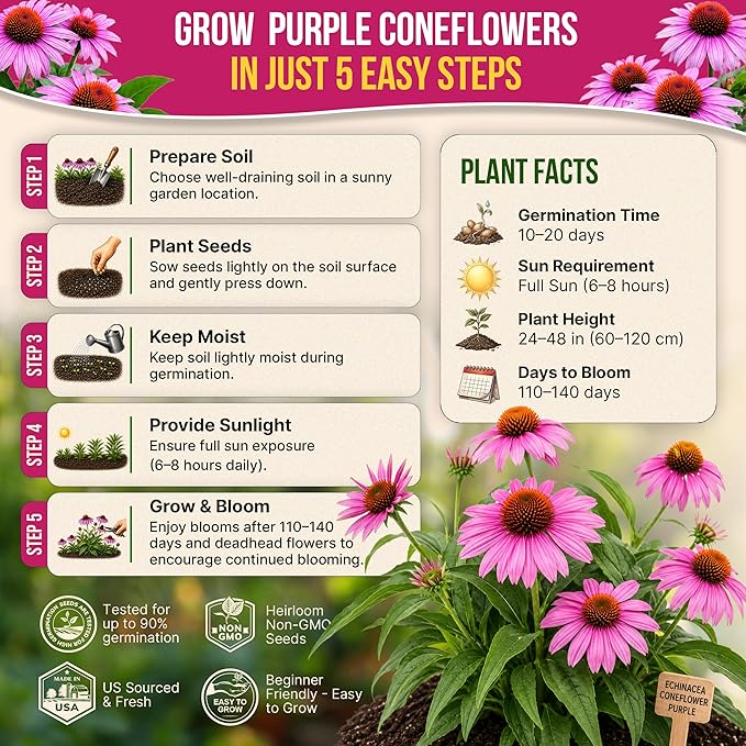 Organo Republic Echinacea Seeds Pack 5.5 G - Over 1000 Non-GMO Heirloom Echinacea Seeds for Planting Herbs in Individual Seed Packet, Herbs Seeds for Planting Home Garden Indoor & Outdoor Gardening