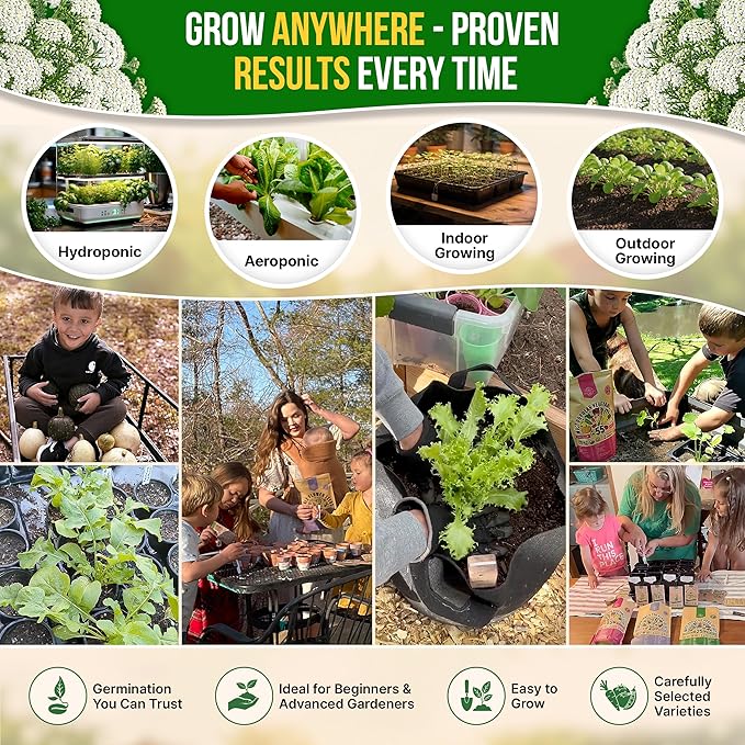 White Yarrow Seeds Pack 0.25 G - Over 2000 Non-GMO Heirloom Yarrow Seeds for Planting Herbs in Individual Seed Packet, Herbs Seeds for Planting Home Garden Indoor & Outdoor Gardening
