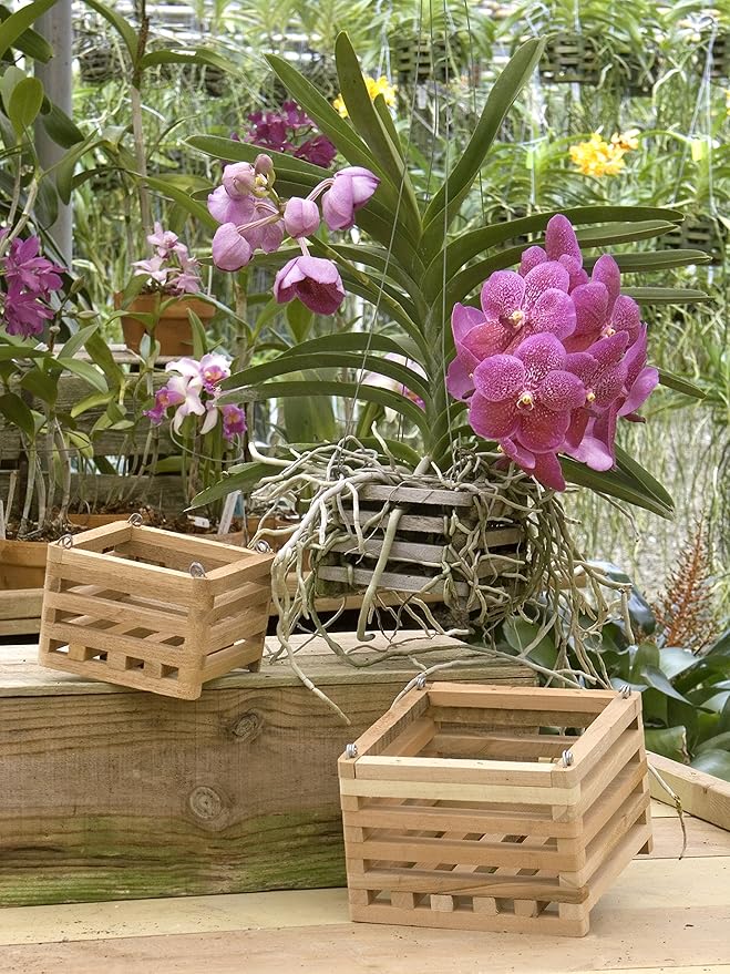 Better-GRO Cedar Slat Vanda Basket - 6 inch Square