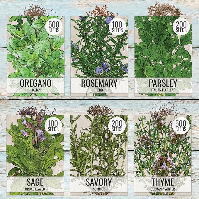 Seed Needs Herb Seeds Variety Pack Culinary Herb Collection (12 Individual Packets for Planting Indoors or Outdoors) Grow Your Own Herb Garden - Heirloom, Non-GMO